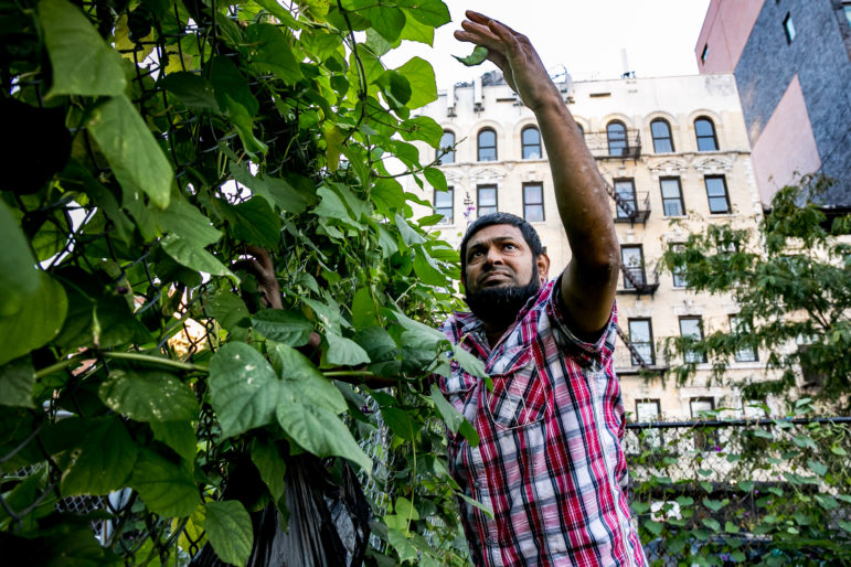 Mohammed-Uddin has been planting and harvesting beans by the East Harlem Little League field fence near 111th Street for years. Parcels adjacent to the field could see housing development.