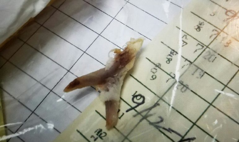 A photo of a small bone that allegedly was found in one of the chicken tenders.