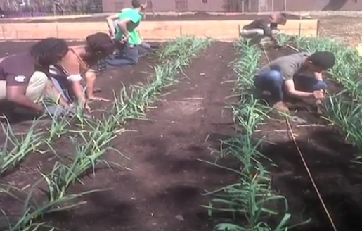 Volunteers rebuilt the farm on a new bed of soil, because the old one had been contaminated by Sandy's waters.