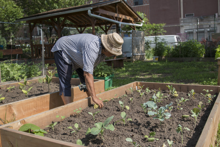 Ena McPherson working at Brooklyn's Tranquility Farm, which operates under a temporary license agreement on land owned by the New York City Department of Housing Preservation and Development (HPD). Now the city wants it back.
