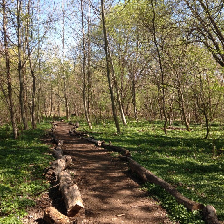 Inside the Bronx River Forest. This park, like many others across the city, faces the challenge of heavy use, which is why a better organized trail system plays such an important role.