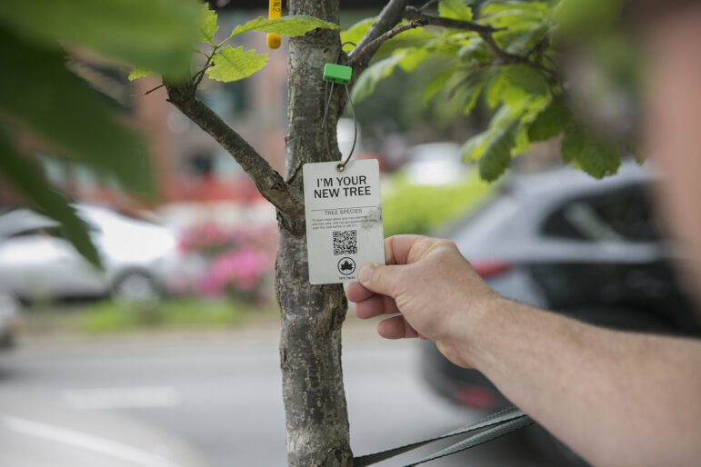 New study shows: Planting certain trees can worsen air pollution in NYC