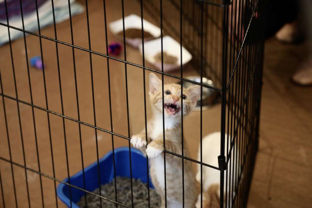 Opinion: The Mayor Wants to Adopt a Cat. Half of New Yorkers Can’t Afford One.