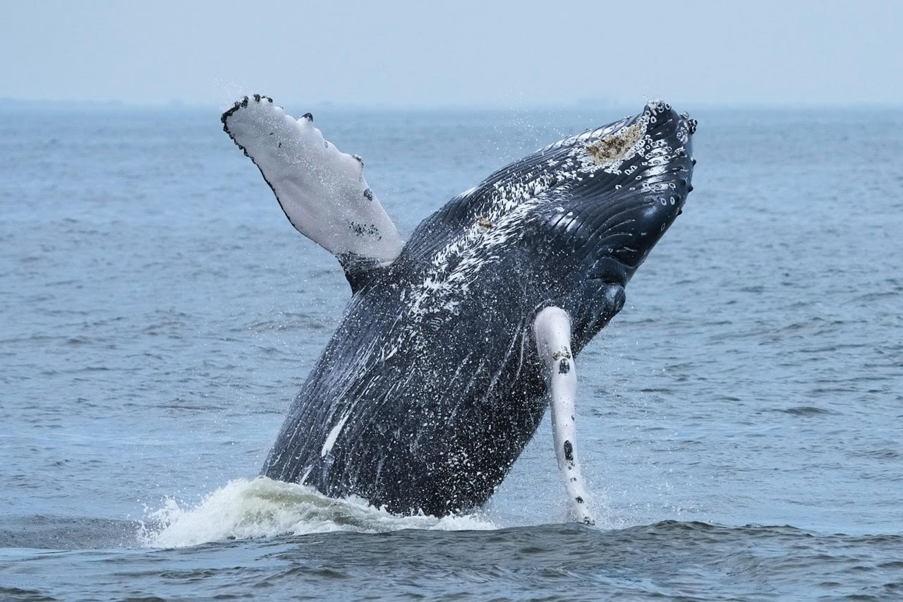 whale